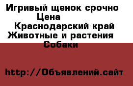 Игривый щенок срочно › Цена ­ 8 000 - Краснодарский край Животные и растения » Собаки   